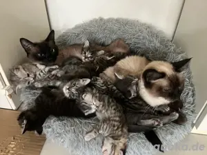 Siam Bkh kitten  