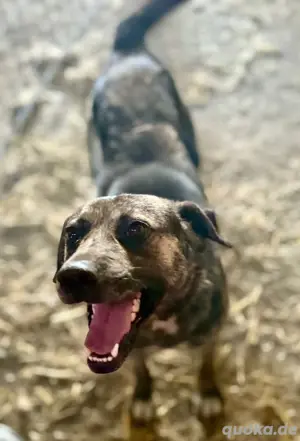 Möchtest du Vin Diesel kennlernen? Bild 2