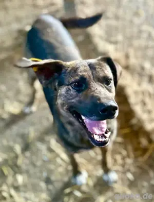 Möchtest du Vin Diesel kennlernen? Bild 3