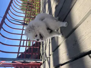 Deckrüde mit Charme und Klasse   Pomeranian (Zwergspitz) sucht Damenbesuch 