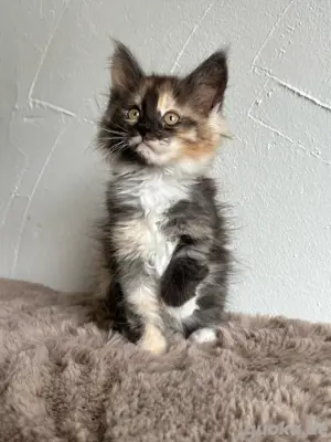 Maine Coon