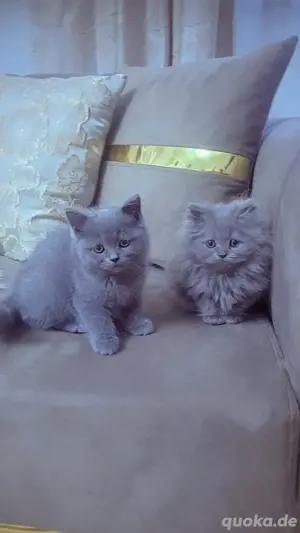 britsch kurhaar babys