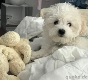 Bichon Malteser Mix