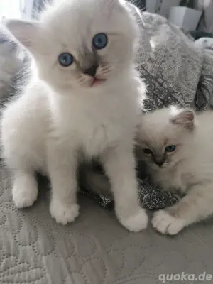Ragdoll Kitten  ab Mitte Juni 