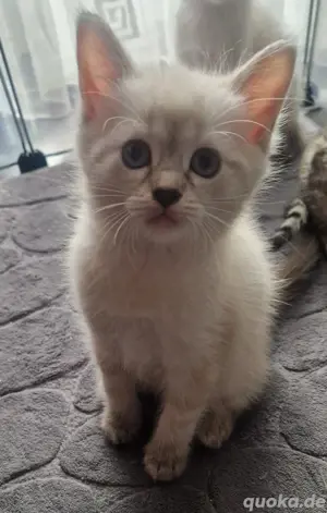 Edel Siam Bkh Kitten Katzenbabys