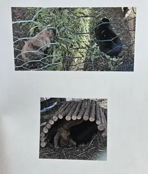 Kaninchen suchen neues Zuhause 