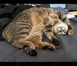 Suche Katzenbetreuung