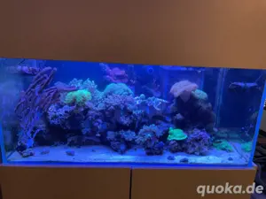 Meerwasser Aquarium
