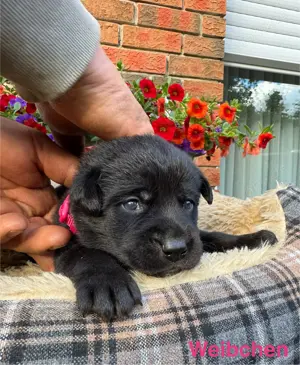 Schäferhund Labrador Mix Welpen