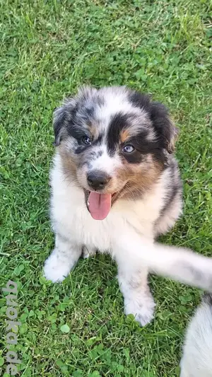 Australian Shepherd Welpen 