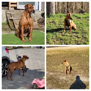 Rhodesian Ridgeback-Hündin abzugeben