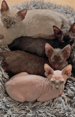  Seltene Edel-Kitten zum Verlieben   Sphinx, Rex & Co. suchen ein liebevolles Zuhause!