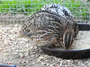 Chinesische wildfarbig Wachteln zu verschenken 