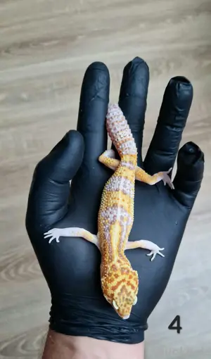 Leopardgeckos verschiedene Mophen aus 2024