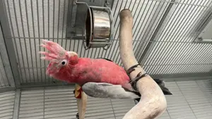 Hübscher Kakadu abzugeben