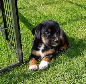 Rosi   eine Hundedame mit Herz und Freundlichkeit