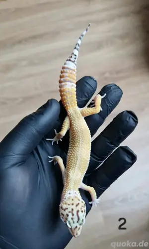 Leopardgeckos verschiedene Mophen aus 2024