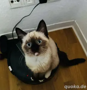 Liebevoll aufgezogene Ragdoll-Mix Kätzchen ? bald abzugeben!