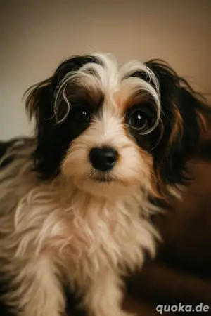 Wunderschöner Biewer Yorkshire Terrier Rüde sucht liebevolles Zuhause