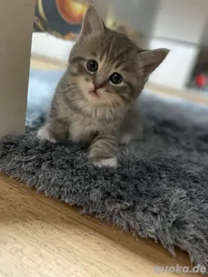Drei liebevolle Ragdoll-Mix Kätzchen   bereit für ein neues Zuhause   