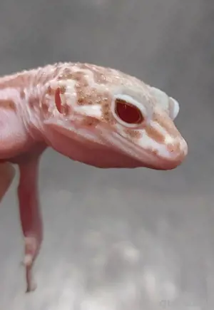 Leopardgecko Weibchen