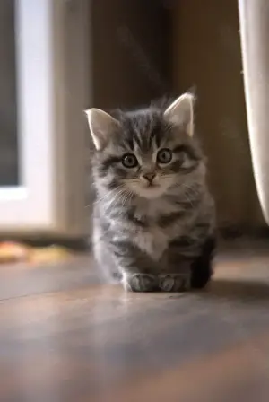 Süße Katzenbabys suchen ihr neues Zuhause