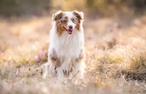 Lieber, ruhiger Toy Australian Shepherd sucht Zuhause Nähe Starnberg 