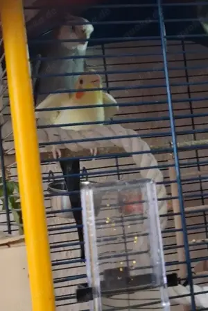 Nymphensittich pärchen