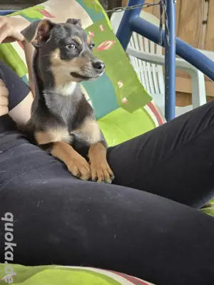 Hündin sucht neues Zuhause 