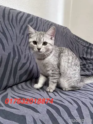 bkh mix katzen