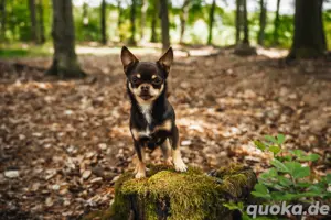 Chihuahua Deckrüde. Kein Verkauf! 