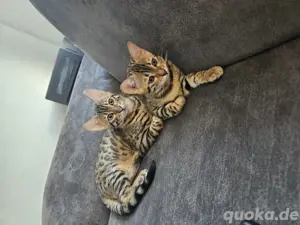 Bengal Kitten 