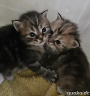 Main Coon Perser Mix 