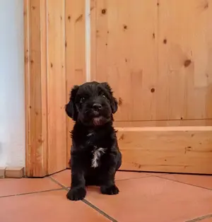 Elly   eine zarte Hundedame mit viel Herz 
