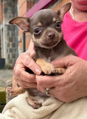 Zuckersüße Chihuahua Welpen