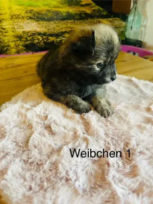 Pomeranian Welpen 