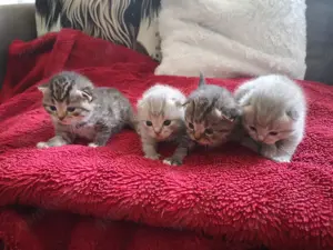 BKH Kitten abzugeben 