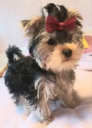 Süsse reinrassige yorkshire terrier welpen ,black-gold-silver zwei  jungs 