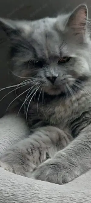 British langhaar maincoon mix katze