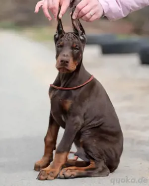 dobermann Welpen