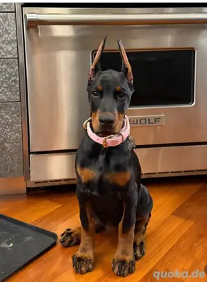 Charmante Doberman Welpen