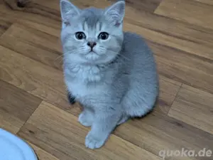 BKH Kitten golden tabby Reinrassig 