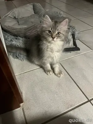 Kätzchen Grey Mix
