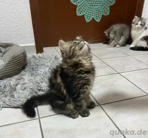 süße Kitten Mix 