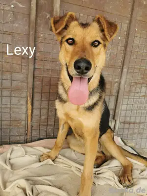 Die extrem liebe Lexy braucht dringend ganz viel Zuwendung *in einer Pflegefamilie*