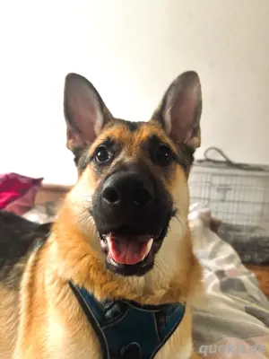 mix Deutscheschäferhund und Tschekoslowakische Wolfhund