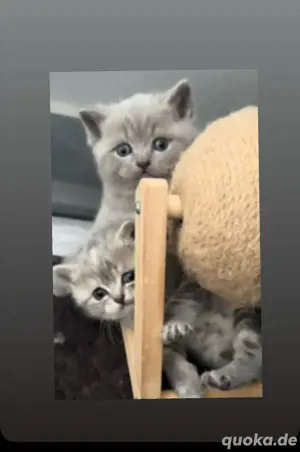 Bkh Babykatze Britische Zuckersüße Katzenbaby 