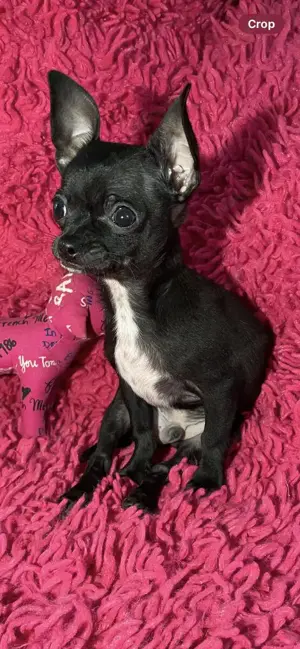 Chihuahua Welpe