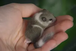 Graphiurus murinus - afrikanische Zwergschläfer 