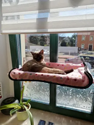 Suche kleinen Kater 